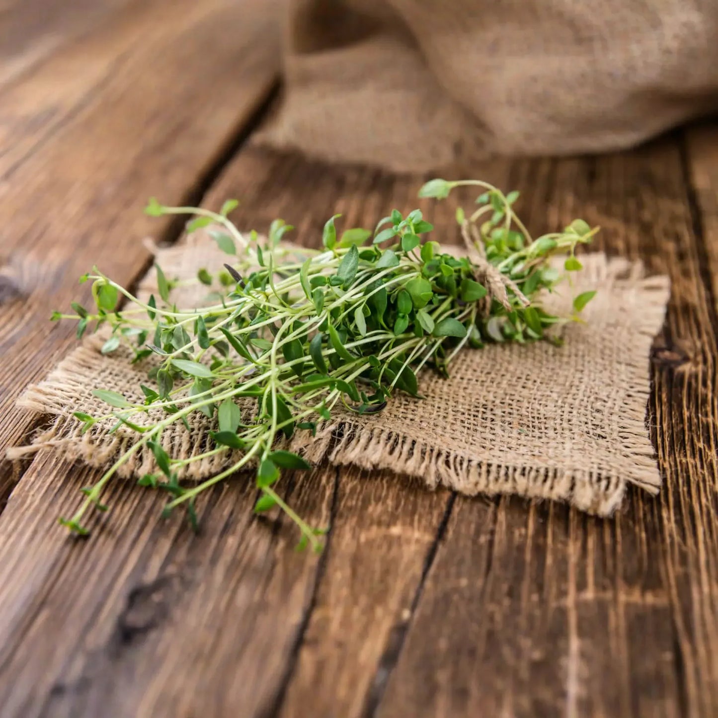 100mg Thyme Seeds Thymus vulgaris | Aromatic Herb, Heirloom, Non-GMO, Perennial, Culinary & Medicinal Uses, Pollinator-Friendly