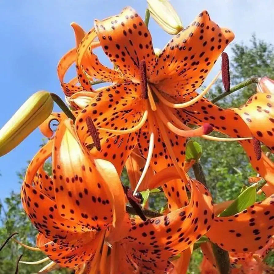 20 Tiger Lily Seeds | Lilium columbianum, Spotted Orange Flowers, Hardy Perennial, Non-GMO, Beautiful Garden Flower, Easy-to-Grow Bulb