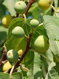 100+ Yellow Long Neck Fig Seeds β Grow Ficus carica Sweet, Large Figs for Garden & Home