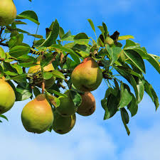 1 Moon Glow Pear Tree (Pyrus communis) - 2ft Tall Live Fruit Tree Ready to Plant