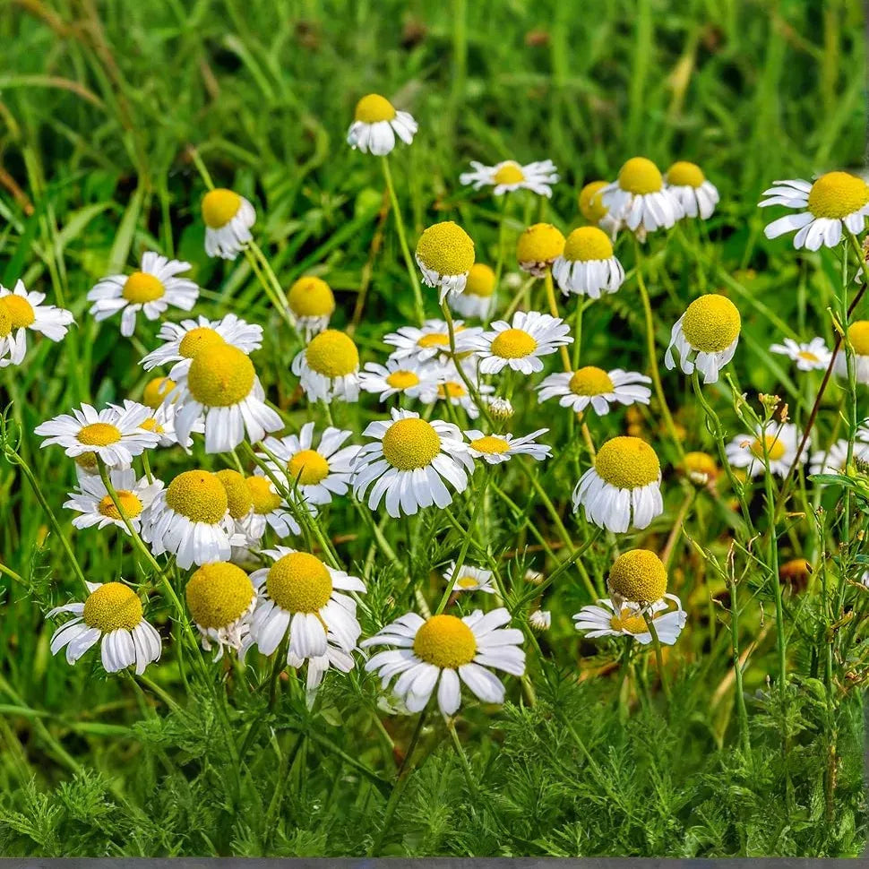 500 Seeds Herb Roman Chamomile, Heirloom, Fragrant Perennial, Non-GMO, Matricaria recutita, Tea, Garden, Aromatic