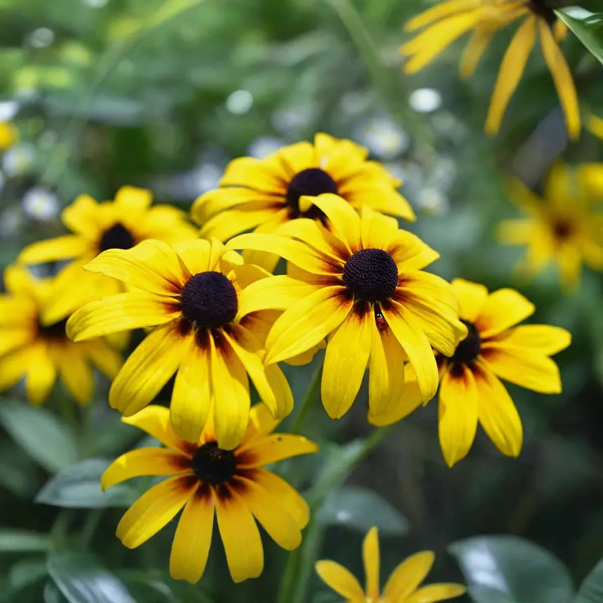 400 Seeds Black-eyed Susan (Rudbeckia hirta) - Yellow Wildflower for Planting, Garden, Landscaping, Perennial Flowers, Drought Tolerant