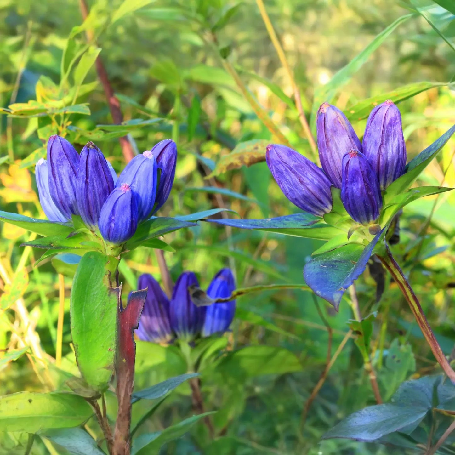 100mg Gentiana Andrewsii Seeds, Bottle Gentian, Unique Native Wildflower for Pollinators