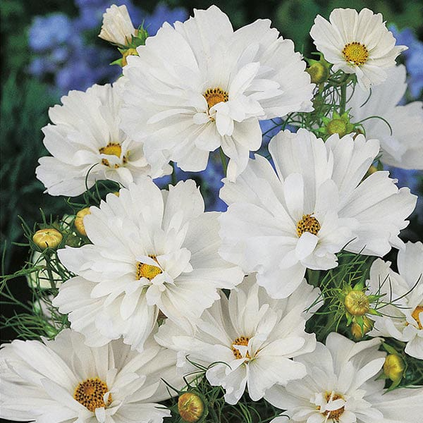 100 Cosmos Psyche White Seeds β Unique Ruffled White Blooms | Attracts Bees & Butterflies | Organic Non-GMO | Cosmos Bipinnatus