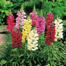 Antirrhinum majus Maximum Mix Snapdragon Seeds โ 1000+ Vibrant Blooms for Garden & Cut Flowers