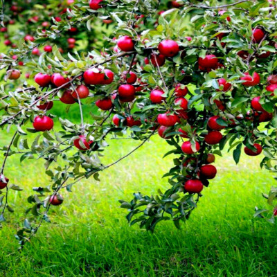 20 Paradise Apple Tree Seeds (Malus pumila) "Red Delicious" โ Hardy 15-20 Ft Tall, Fruit & Flower Plant, Cold Tolerant