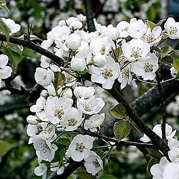 10 European Pear Tree Seeds (Pyrus communis) โ Hardy Fruit Tree, White Spring Blossoms, USDA Zones 5-8, Fast-Growing Ornamental