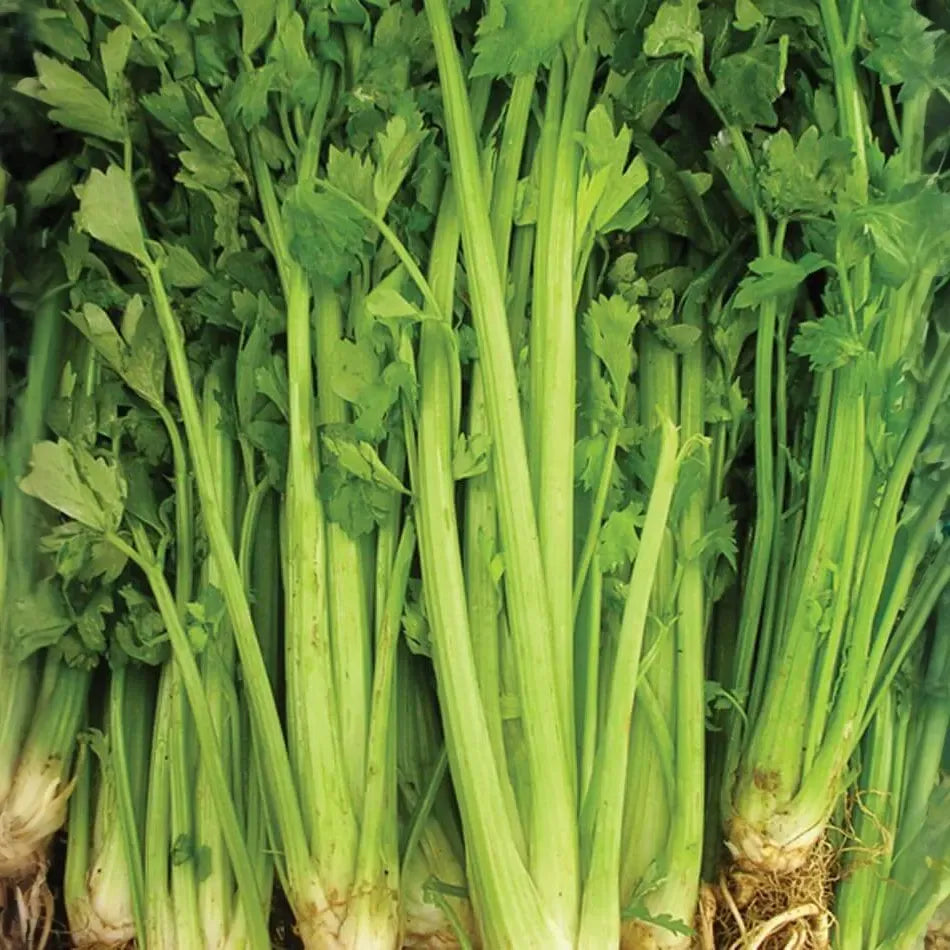 1g Celery Tall Utah 52/70 Seeds Apium graveolens | Crisp, Sweet Heirloom Variety for Gardens & Containers