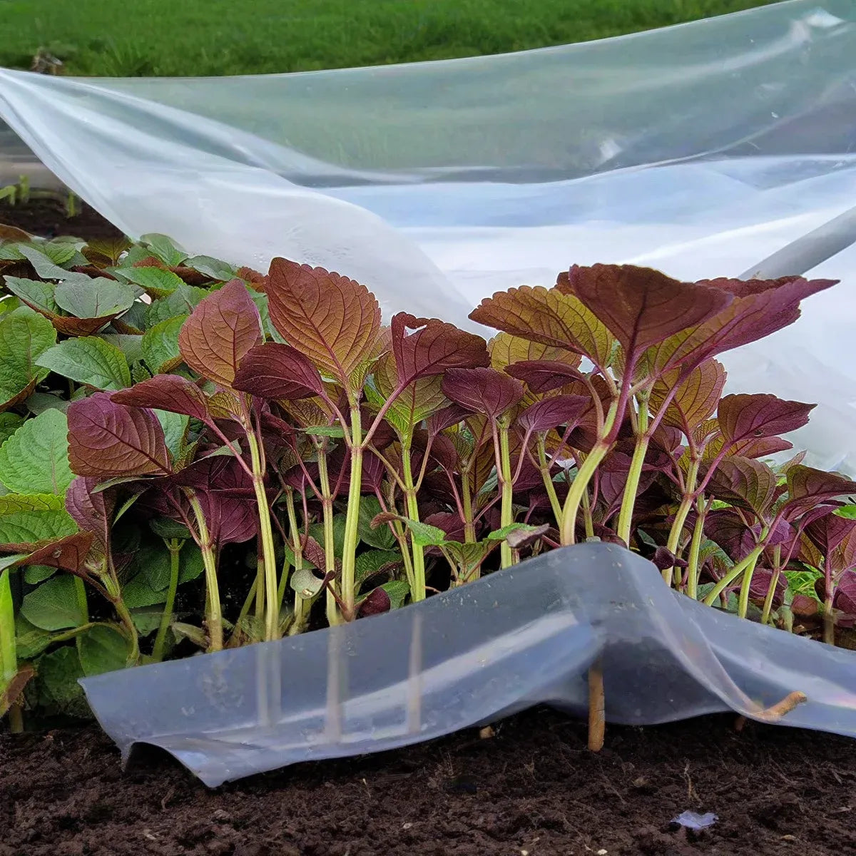 400 Seeds Perilla (Shiso) Jeok Ssam Ip Herb for Planting – Aromatic Asian Herb for Sushi, Garnishes, Salads & Stir-Fries