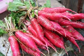 500+ China Rose Radish Seeds β Heirloom, Crisp & Spicy Winter Radish