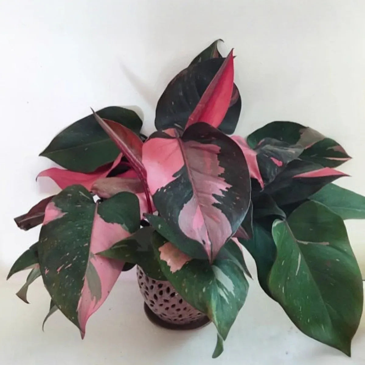 Pink Princess Variegated Philodendron - Rare Live Starter Plant - Small Rooted, Pink & White Foliage, Indoor and Outdoor, Medium Watering