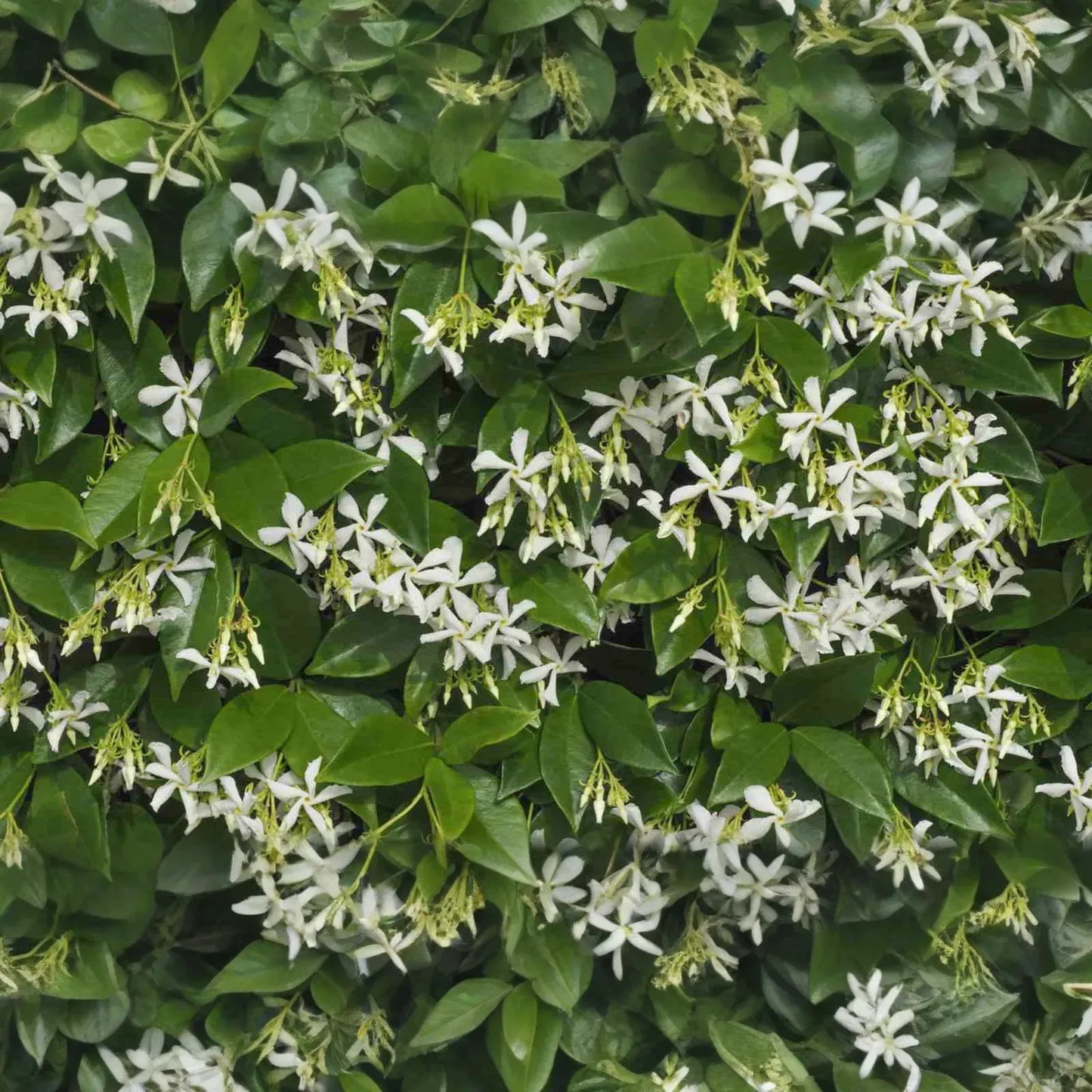 Star Jasmine Cuttings - 7 Live 6" Unrooted Cuttings, Fast-Growing, Fragrant White Blooms, USDA Zones 8-10