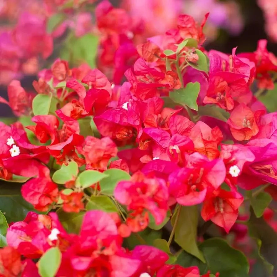 Organic Pink Orange Afterglow Bougainvillea Cuttings (12) - Rare Cerise Pink Red Blooms, Fast Growing, Drought Resistant, Root Guaranteed