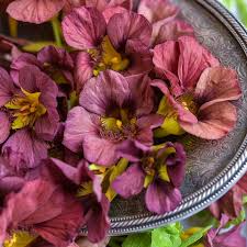 Tropaeolum majus Purple Emperor Nasturtium Seeds β 50+ Deep Burgundy Blooms for Garden & Containers