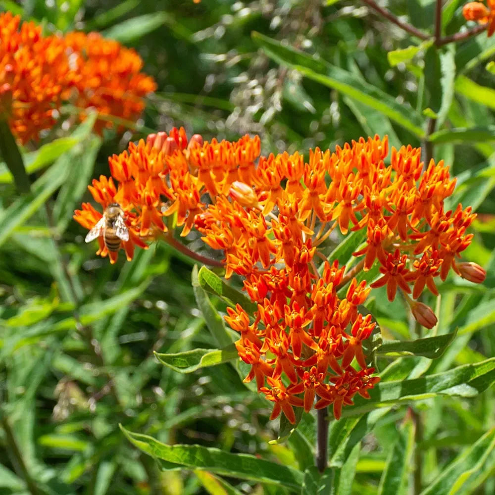 10 Butterfly Weed Plants, Asclepias tuberosa, Bare Root Perennials, Monarch Host & Pollinator-Friendly