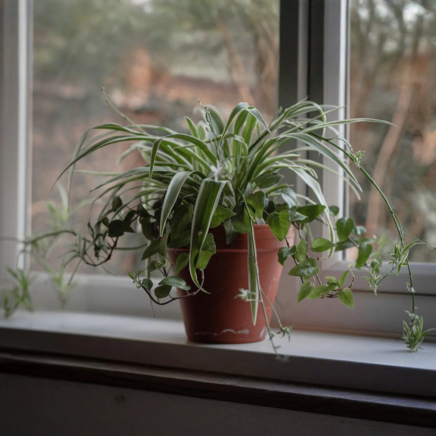 10 Spider Plants, Unrooted Cuttings, Chlorophytum comosum, Easy Care Indoor Air Purifier
