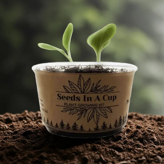 American Ash | Tree Grow Kit | Seeds In A Cup®