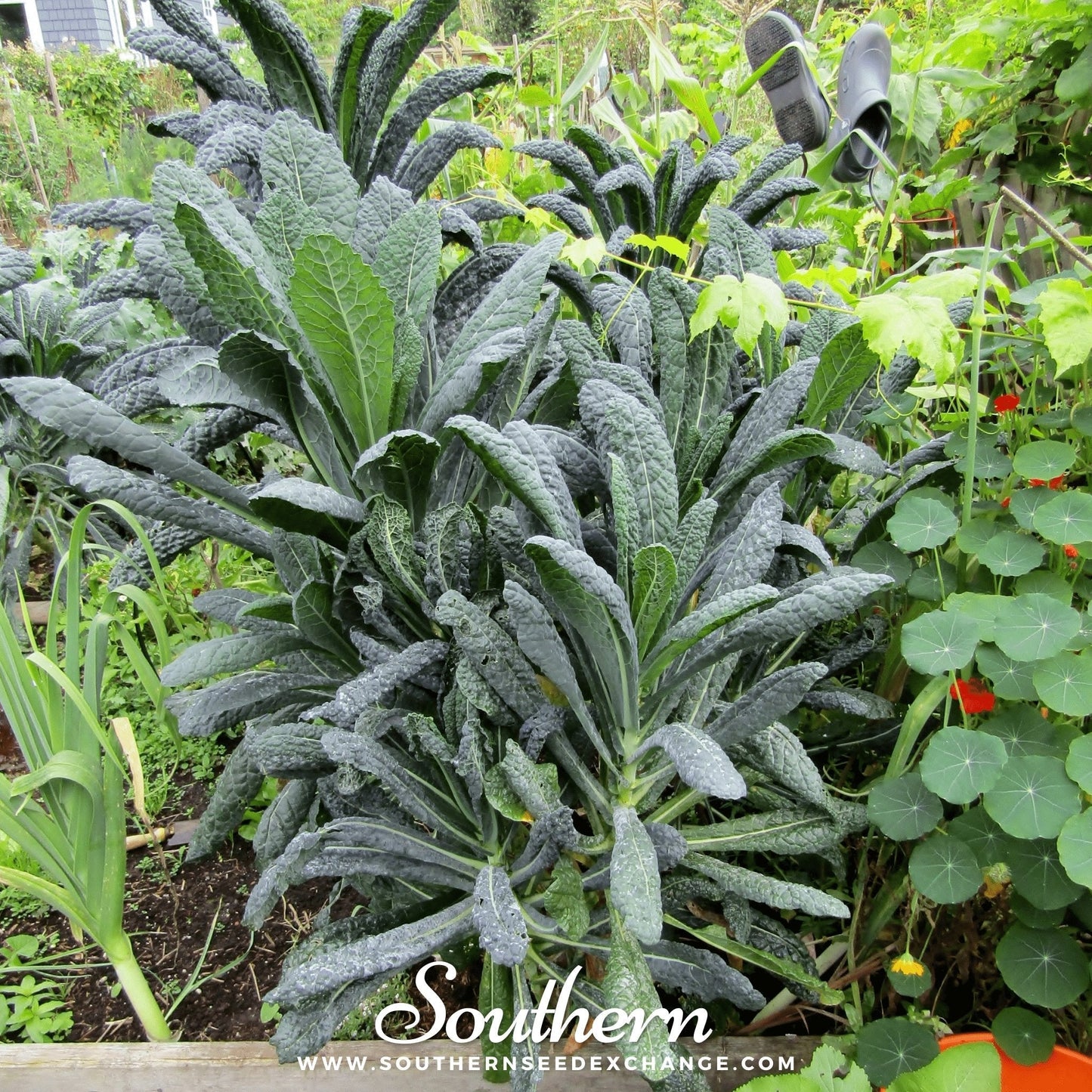 Lacinato "Dinosaur" Kale – 250 Seeds