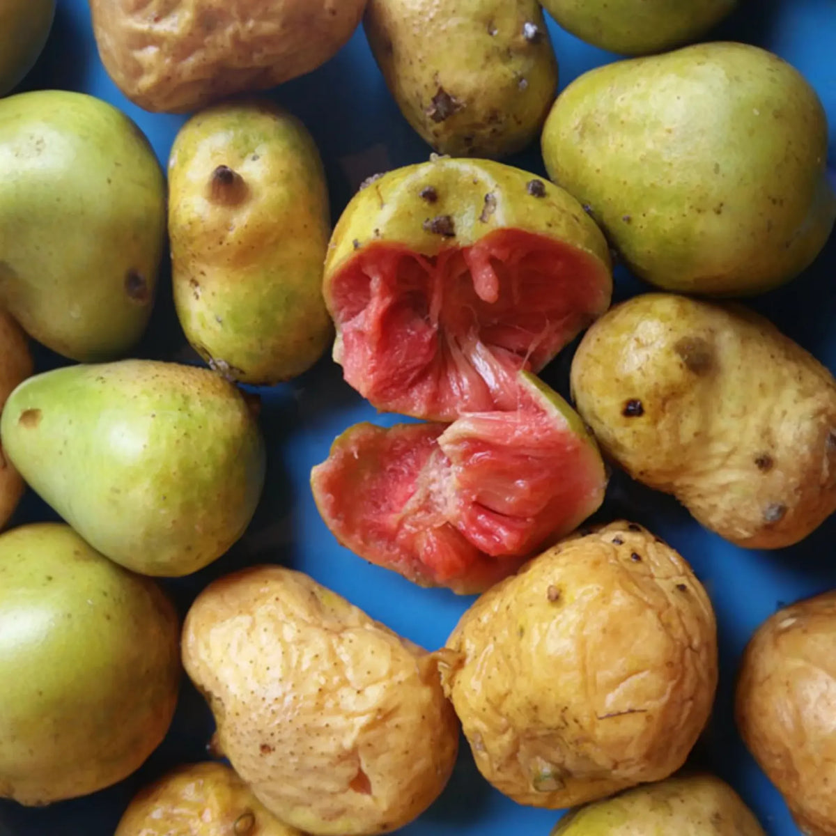 Kwai Muk (Artocarpus hypargyraeus)