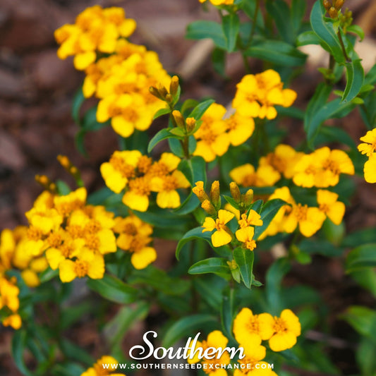 Mexican Mint, Mexican Tarragon – 50 Seeds