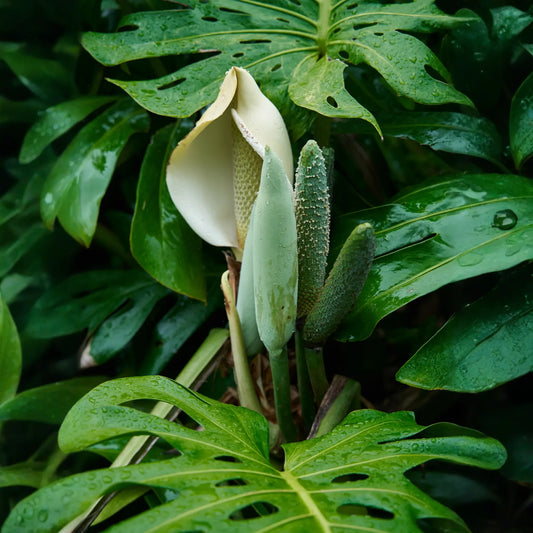 Monstera, Swiss Cheese Plant (Monstera deliciosa)