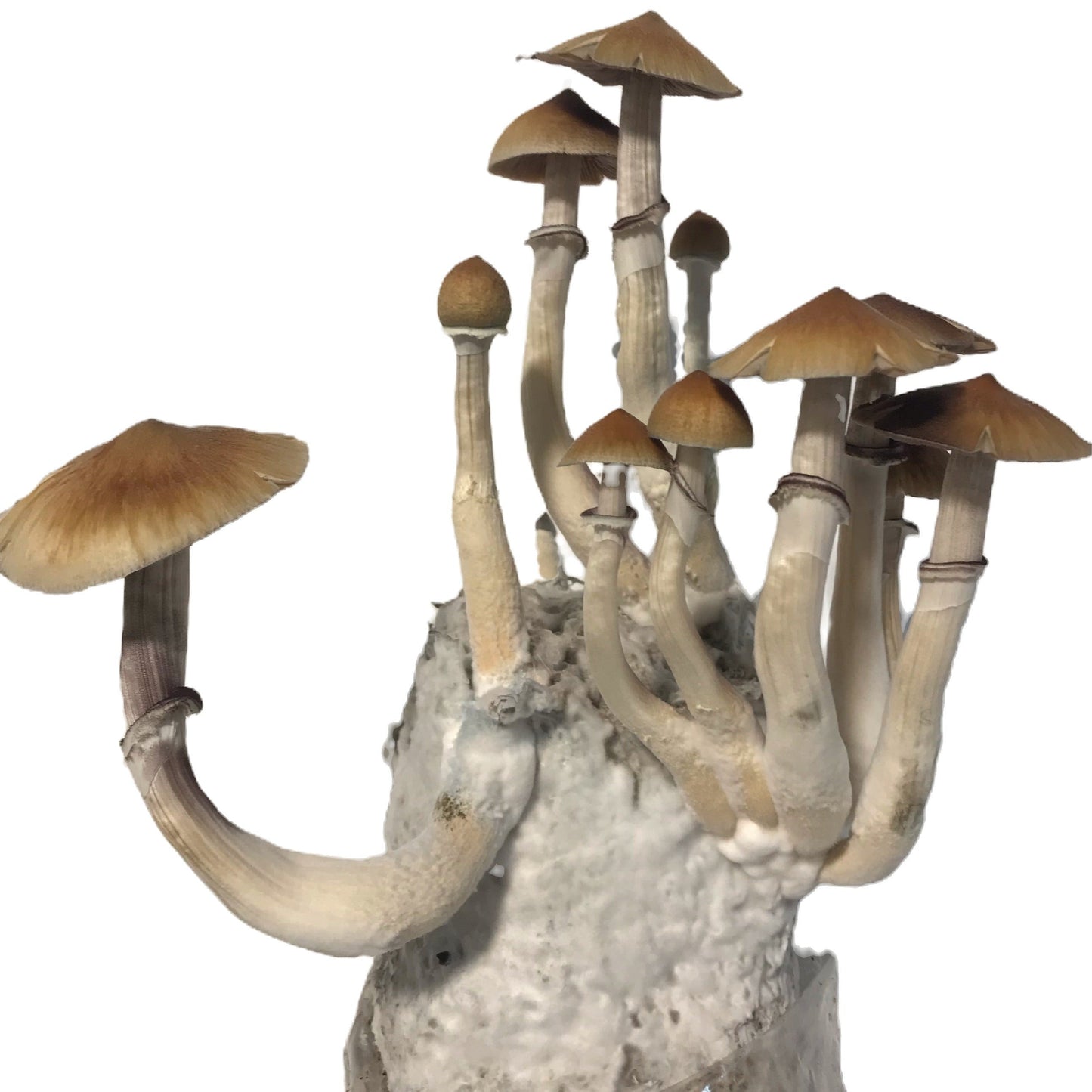 Mini All In One Mushroom Grow Bag