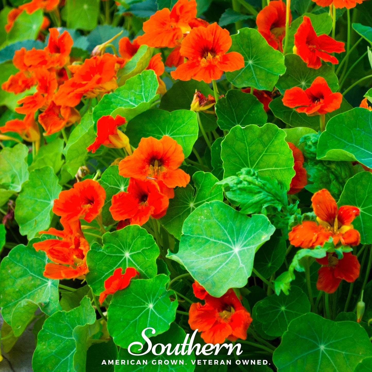 Empress of India Nasturtium – 25 Seeds