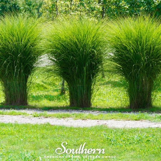 White Pampas Grass – 100 Seeds