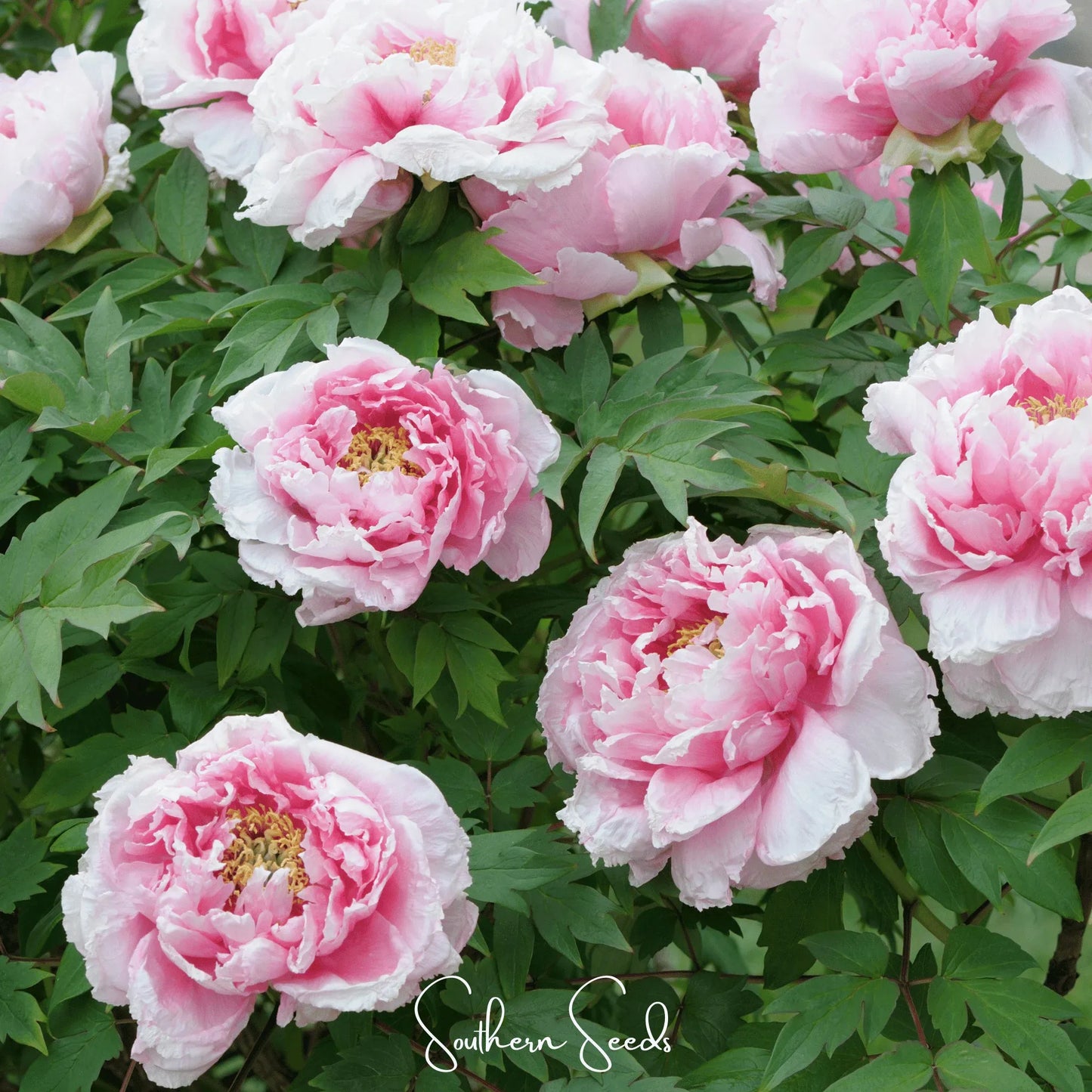 Moutan Peony Tree – 10 Seeds