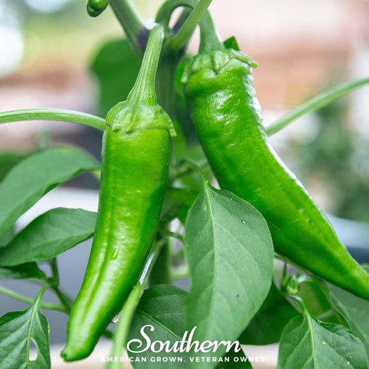 Anaheim Chili Pepper – 25 Seeds