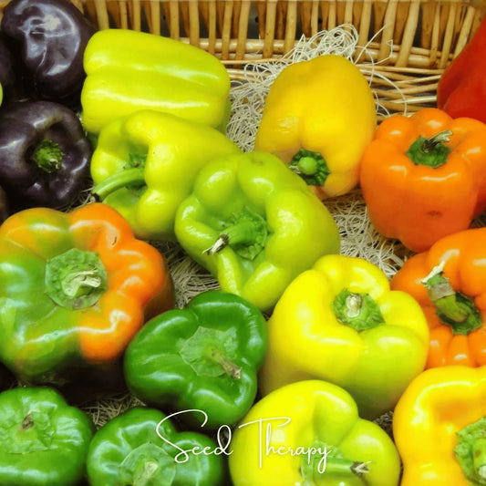 Rainbow Bell Sweet Pepper – 25 Seeds