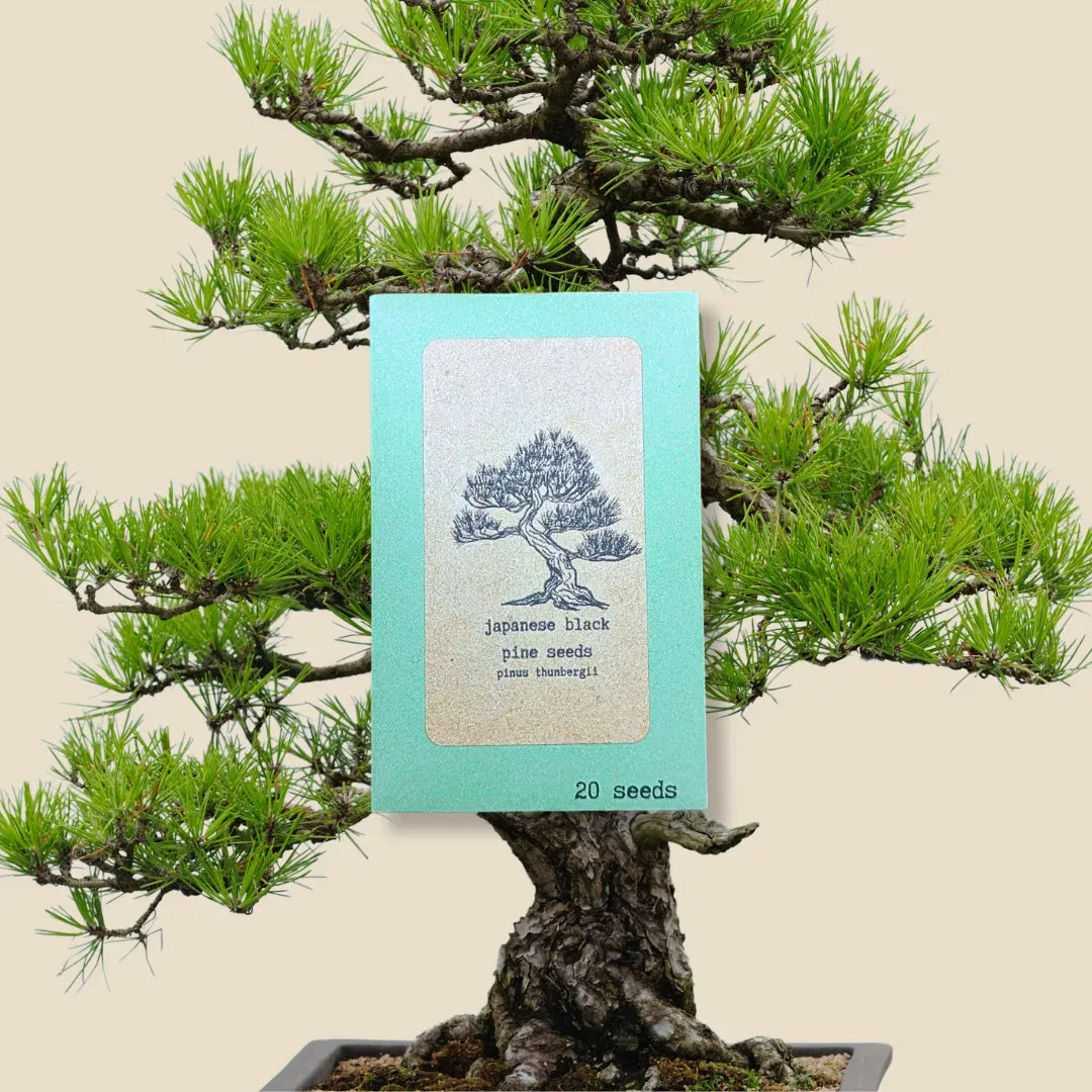 Pinus Thunbergii 'Japanese Black Pine' Seeds