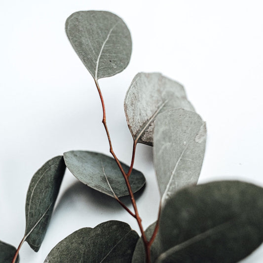 Fresh Eucalyptus Organic Soap - Plant Based Candles - Little Red General Store