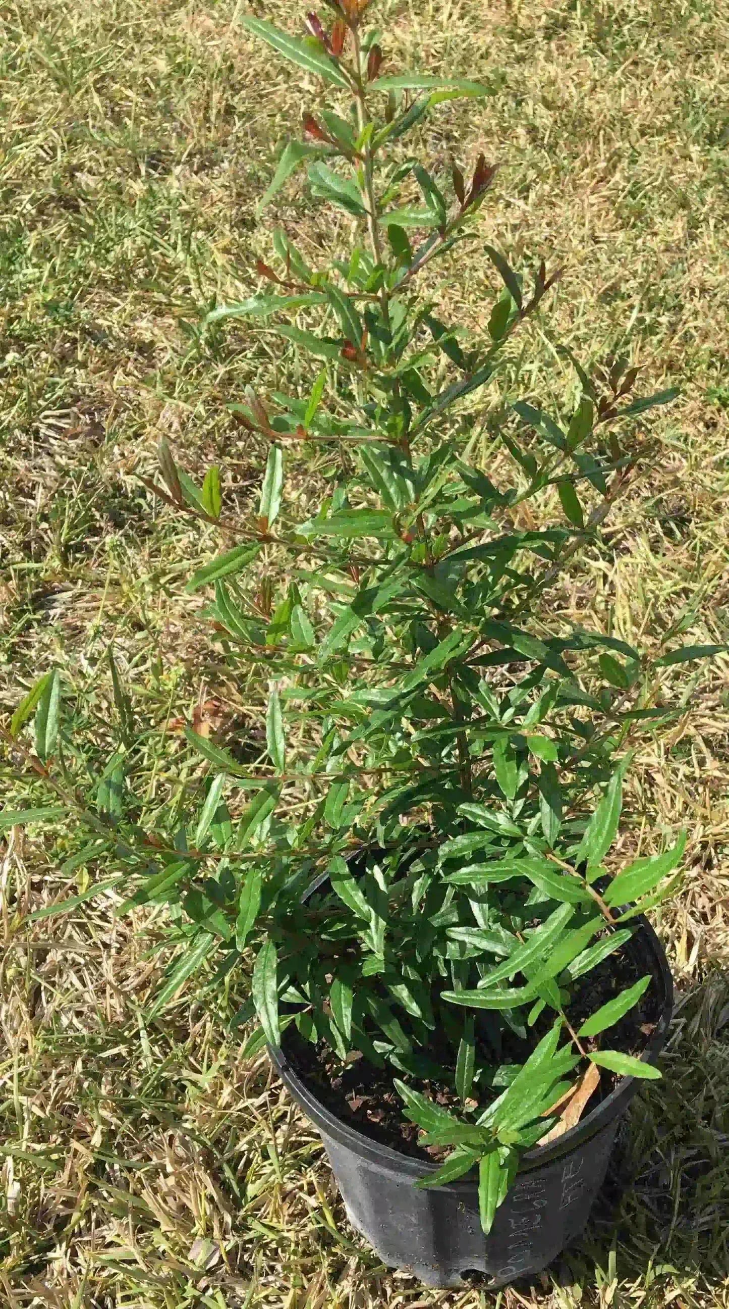 Wonderful Pomegranate Tree, Red Fruit