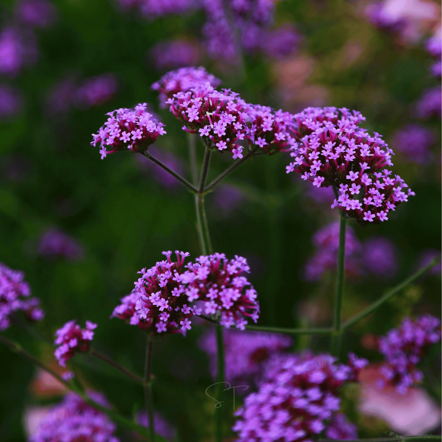 Purple Top Vervain – 100 Seeds