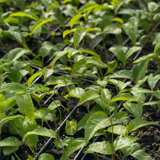 Passion Fruit ‘Purple Possum’ (Passiflora edulis)