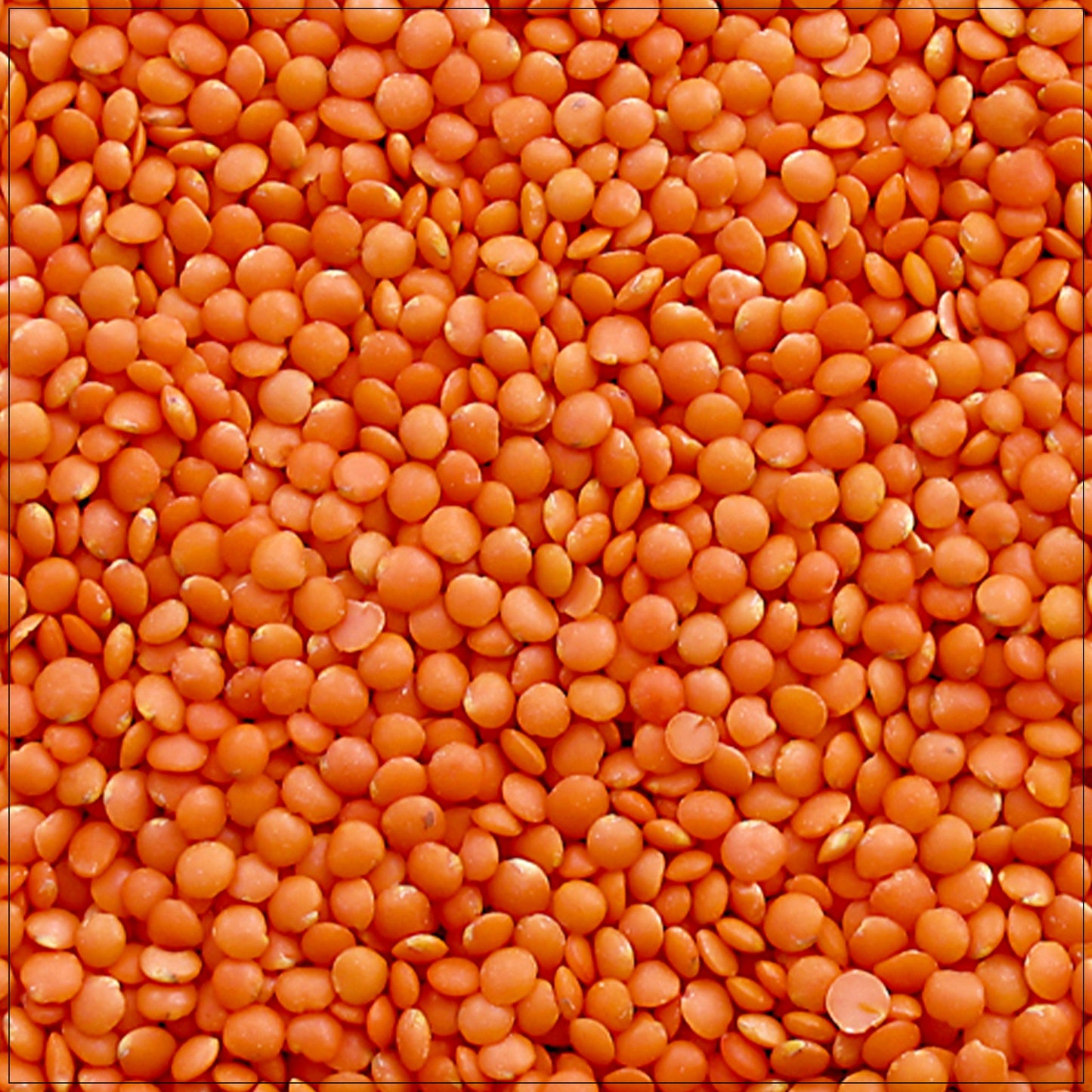 Red Lentils Whole