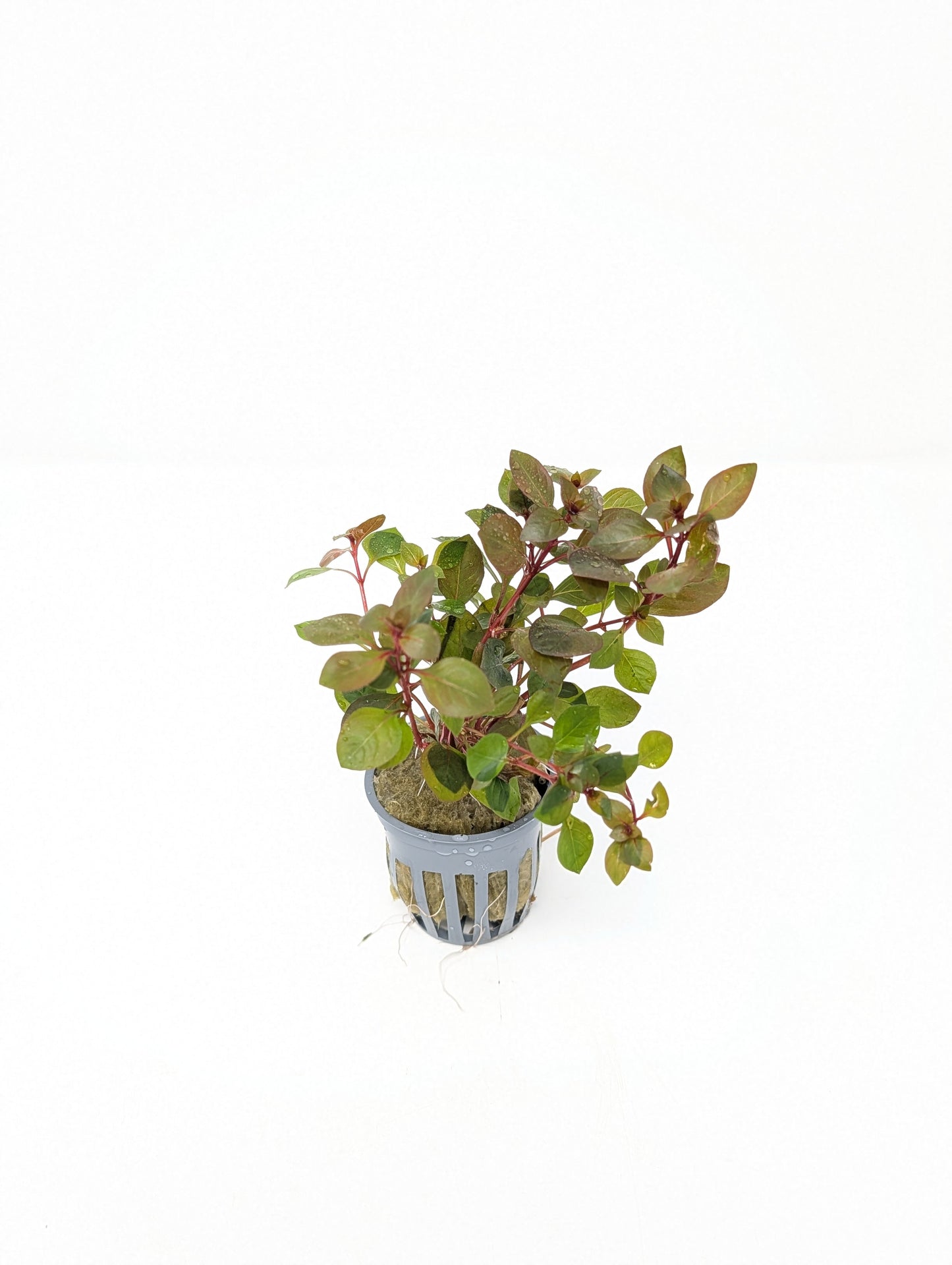 Ludwigia sp. 'Super Red Mini'