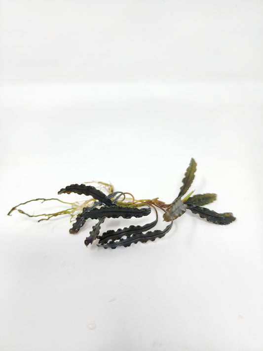 Bucephalandra Godzilla