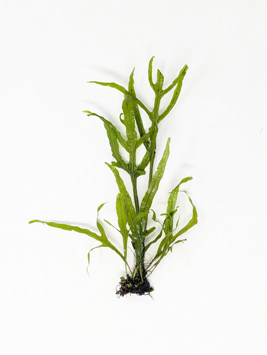 Trident Java Fern