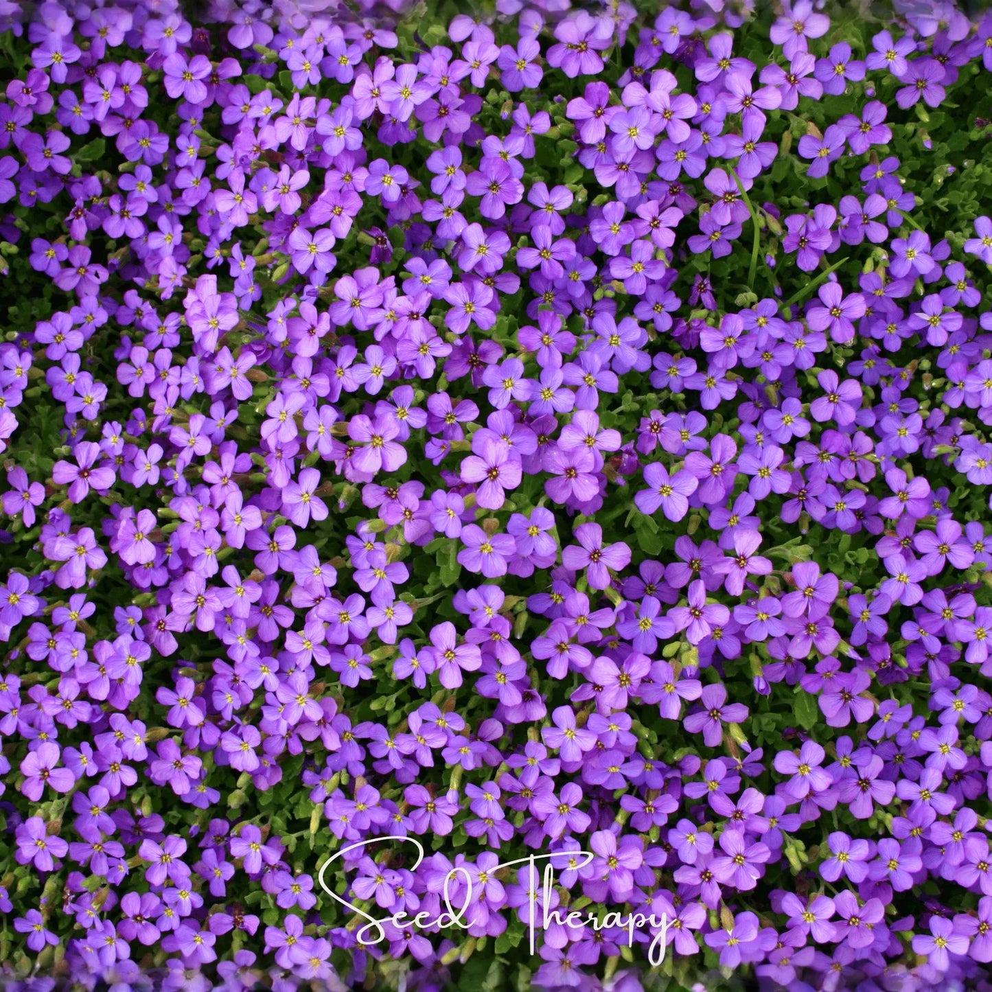 Purple Rockcress – 250 Seeds