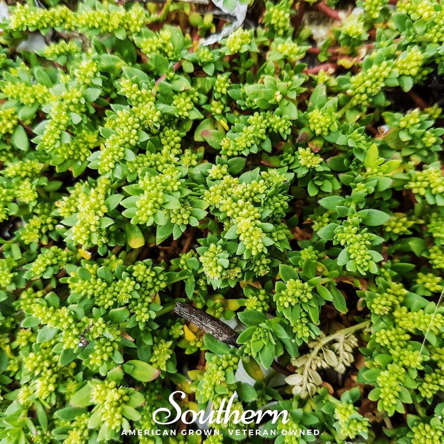 Green Carpet Rupturewort – 100 Seeds