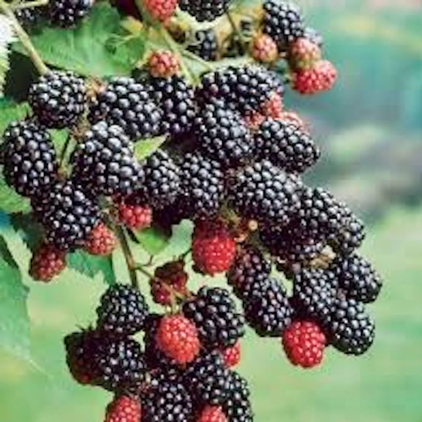Prime-Ark 45 Blackberry Plant - Floricane Edible Fruit, Rubus spp., Bare Root, High Antioxidant, Easy Care, Perfect for Home Gardens
