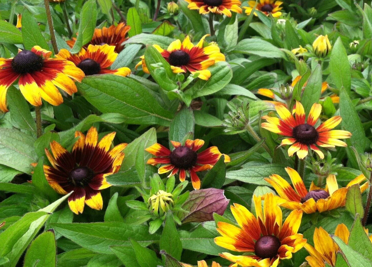 Rudbeckia Seeds - Becky Mix - Extra Dwarf Variety - 15 Seeds - Black-Eyed Susan (Rudbeckia hirta)