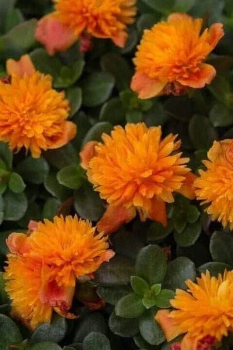Double Orange Portulaca Oleracea - Purslane Plant - Vibrant Succulent Ground Cover - US Seller
