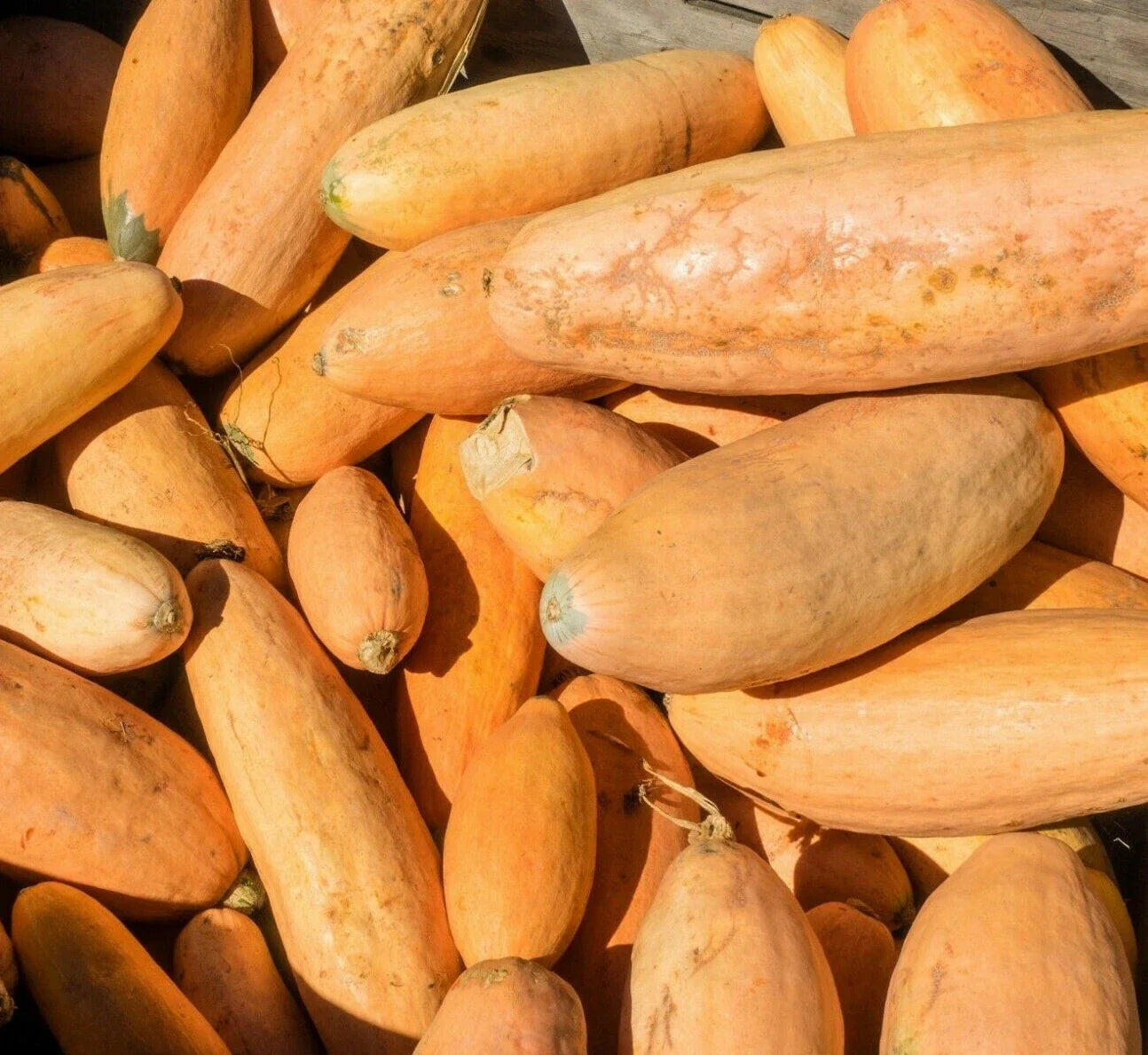 Pink Banana Jumbo Squash Seeds 15 Ct Non-GMO Winter Vegetable Cucurbita maxima - USA Grown, Free Shipping