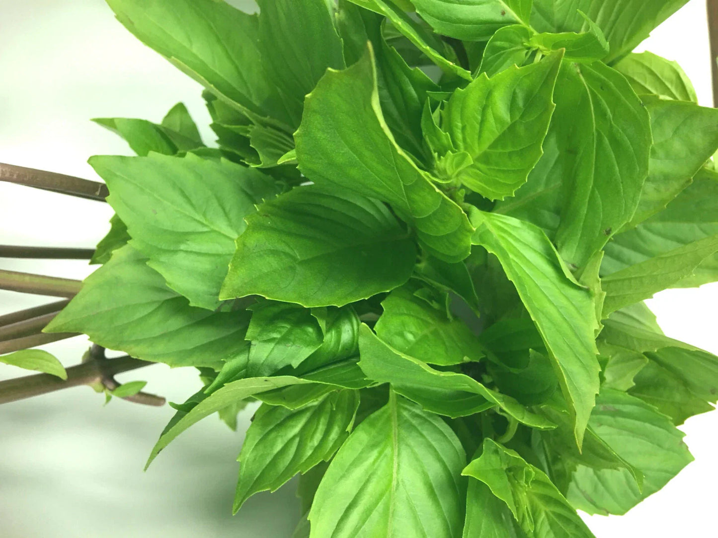 Thai Sweet Large Leaf Basil Seeds - 50+ Seeds, Ocimum basilicum var. thyrsiflora, High Yielding, Annual Herb, Gardening Supplies
