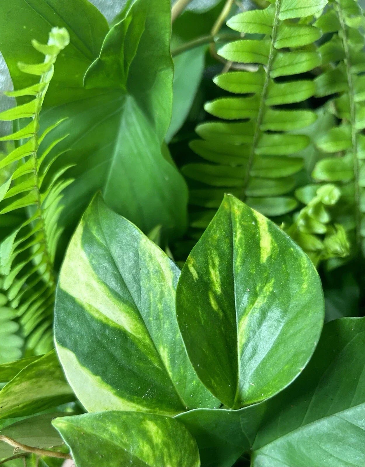 Rooted Plant Cuttings - 15 Assorted Varieties - Ideal for Gardening, Propagation, and Home Decor - Perfect for Plant Lovers