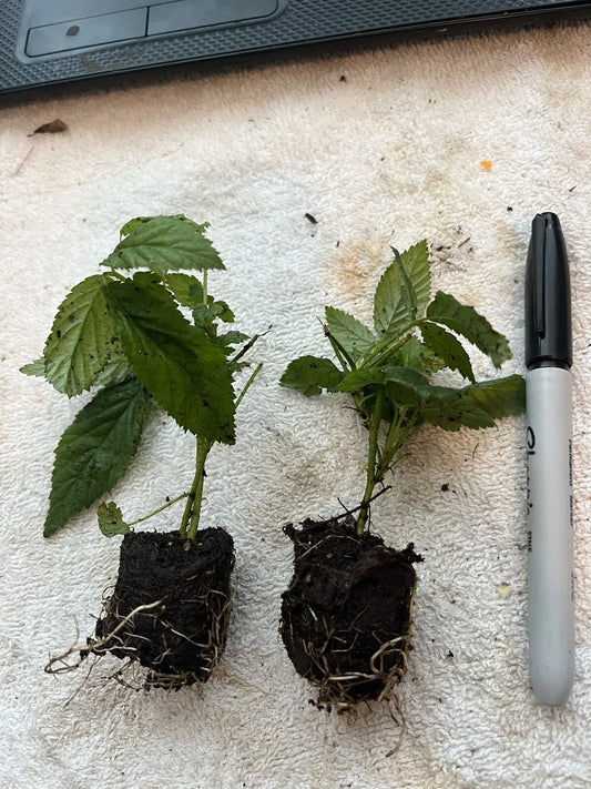 Snowbank White Blackberry Plant | Rubus | Live Bare Root Starter | Rare White Berry for Garden, Patio, or Home Orchard | 1 Count