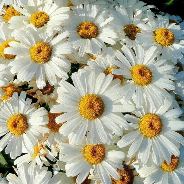 Shasta Daisy Seeds | Heirloom Non-GMO Flower Seeds | Leucanthemum × superbum | Free Shipping